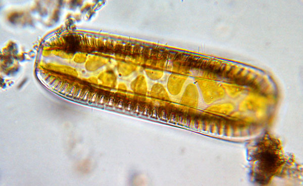 Surirella robusta