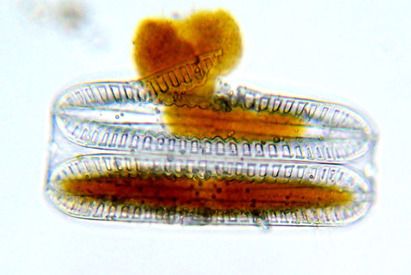 Surirella robusta