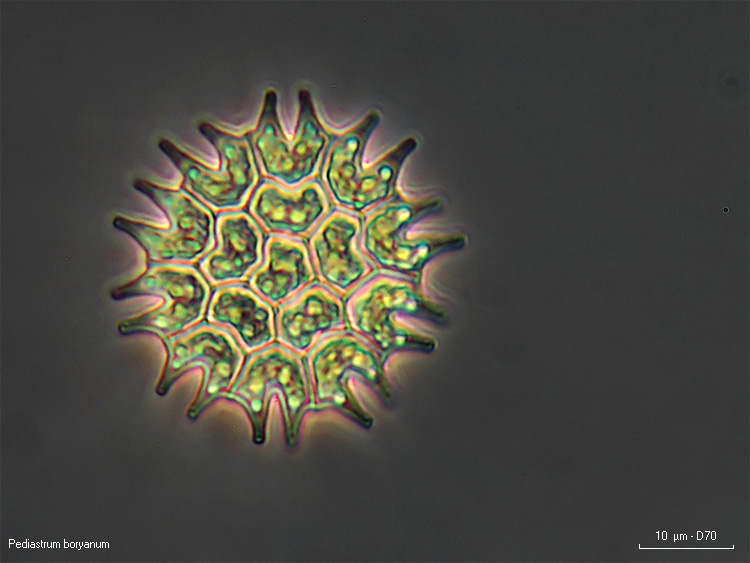 Pediastrum boryanum