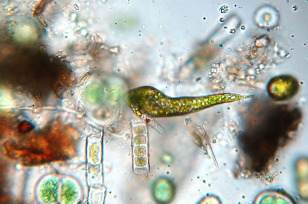 Euglena intermedia